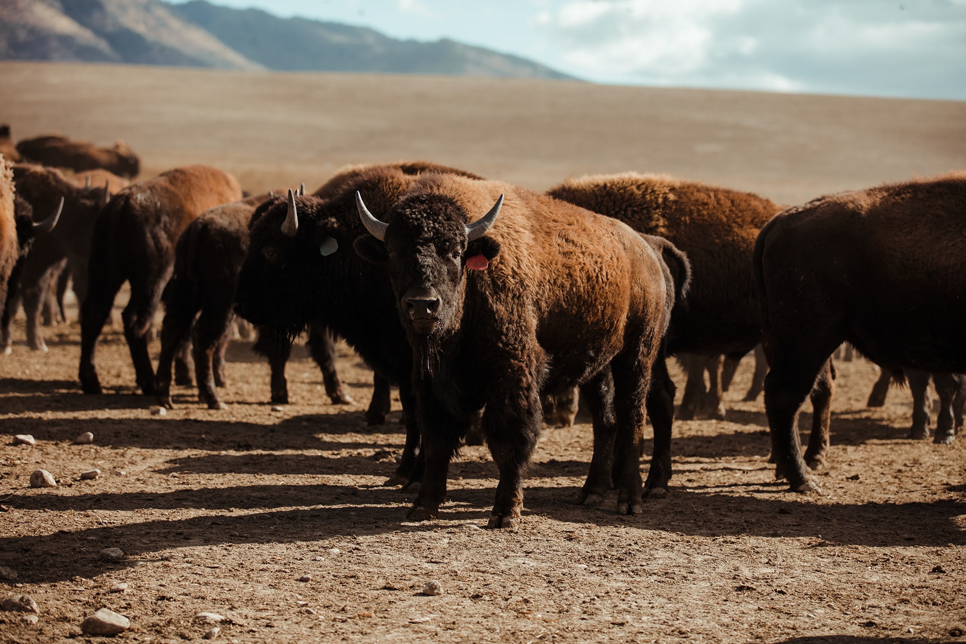Bison Ranching photography