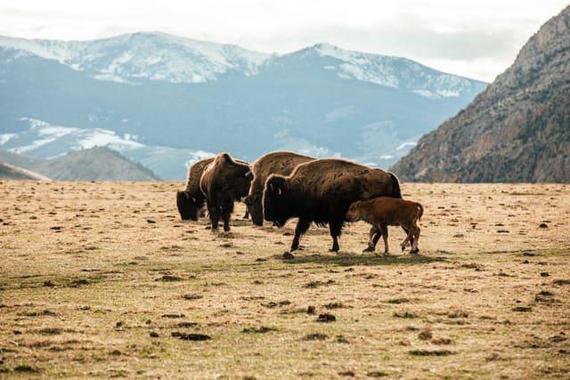 Bison Ranching photograph 21