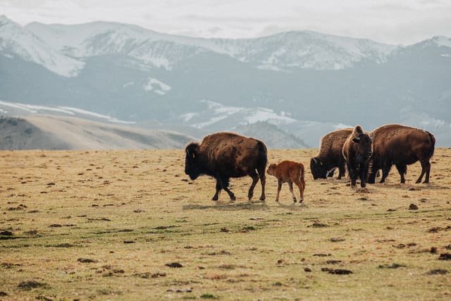 Bison Ranching photograph 22