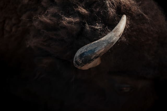 Bison Ranching photograph 42