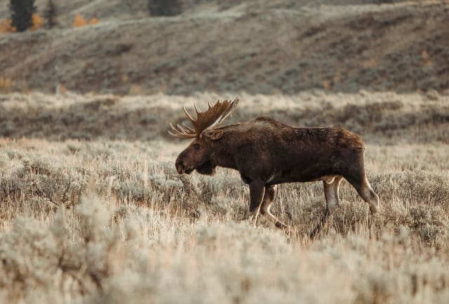 Bison Ranching photograph 57