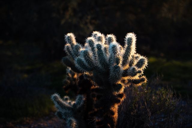 2-MLR_9258